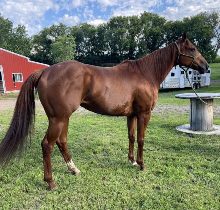 HorseID: 2297813 Pretti Ta Kela - PhotoID: 1078392