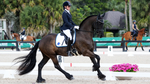 HorseID: 2297827 Absolute ISF - PhotoID: 1078407