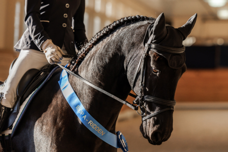 HorseID: 2297827 Absolute ISF - PhotoID: 1078409