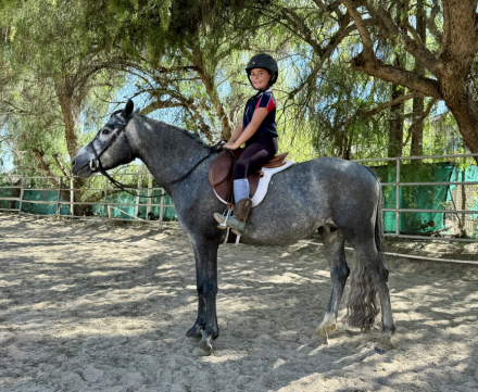 HorseID: 2297854 Clarecastle Hijinx - PhotoID: 1078442