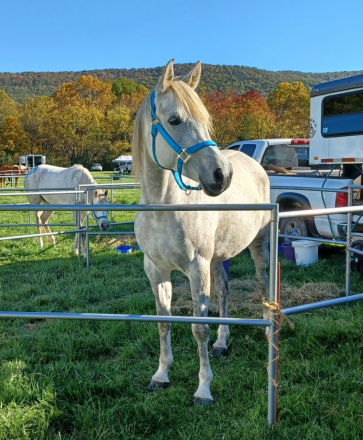 HorseID: 2297864 Shah Shakobi - PhotoID: 1078444