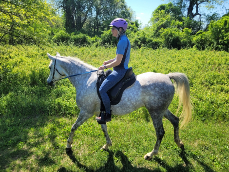 HorseID: 2297864 Shah Shakobi - PhotoID: 1078445