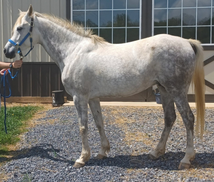 HorseID: 2297864 Shah Shakobi - PhotoID: 1078446