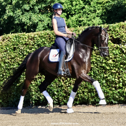 HorseID: 2297870 SuperMan HW at www.HWfarm.com - PhotoID: 1079165