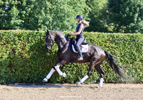 HorseID: 2297870 SuperMan HW at www.HWfarm.com - PhotoID: 1079166