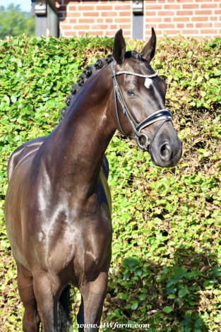 HorseID: 2297870 SuperMan HW at www.HWfarm.com - PhotoID: 1079167