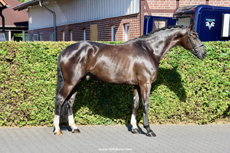 HorseID: 2297870 SuperMan HW at www.HWfarm.com - PhotoID: 1079168