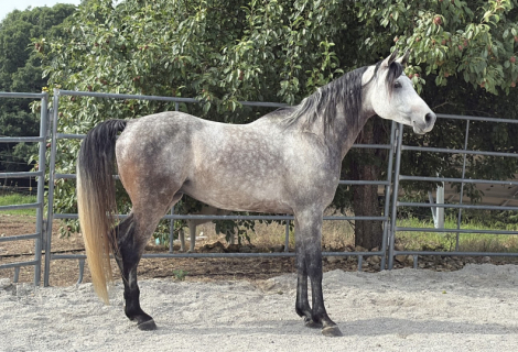 HorseID: 2297914 Aah Gaza Gesheeke - PhotoID: 1078492