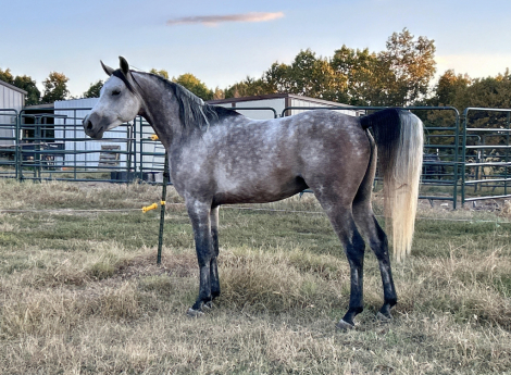 HorseID: 2297914 Aah Gaza Gesheeke - PhotoID: 1078493