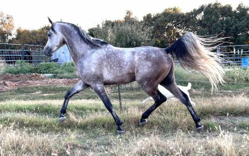 HorseID: 2297914 Aah Gaza Gesheeke - PhotoID: 1078494