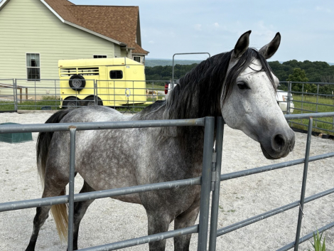 HorseID: 2297914 Aah Gaza Gesheeke - PhotoID: 1078495