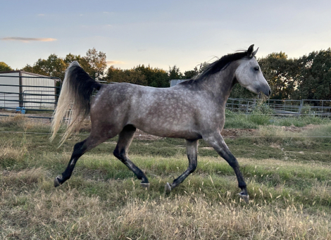 HorseID: 2297914 Aah Gaza Gesheeke - PhotoID: 1078496