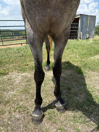 HorseID: 2297914 Aah Gaza Gesheeke - PhotoID: 1078497