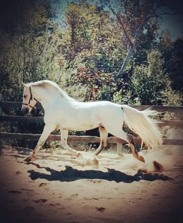 HorseID: 2297916 Monarch Wind - PhotoID: 1078498