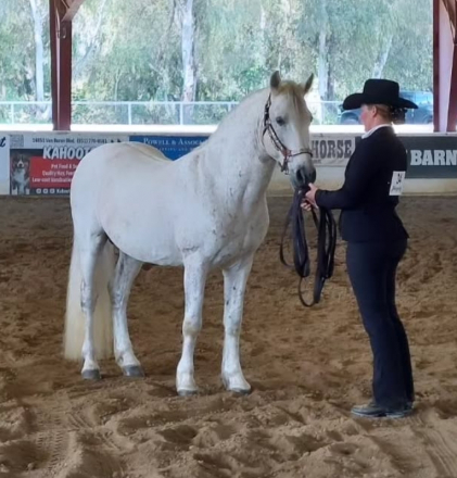 HorseID: 2297916 Monarch Wind - PhotoID: 1078499