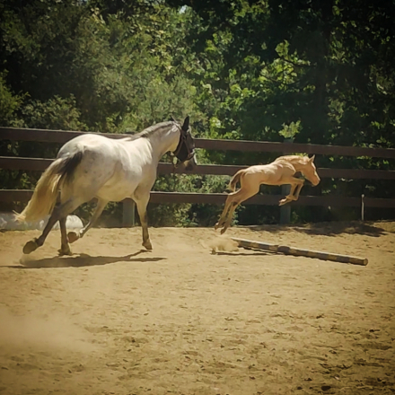 HorseID: 2297916 Monarch Wind - PhotoID: 1078500