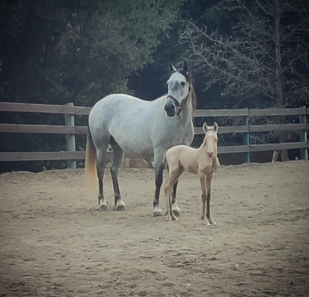 HorseID: 2297916 Monarch Wind - PhotoID: 1078501