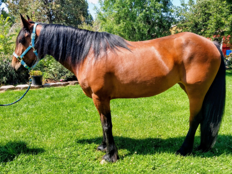 HorseID: 2297923 Happy Hollow Willoughby - PhotoID: 1078510