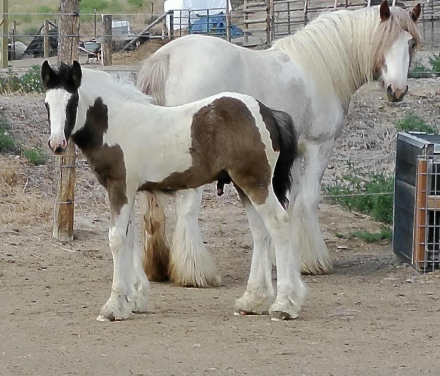 HorseID: 2297956 Renaissance’s Right on the Money - PhotoID: 1078579