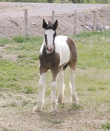 HorseID: 2297956 Renaissance’s Right on the Money - PhotoID: 1078580