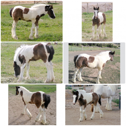 HorseID: 2297956 Renaissance’s Right on the Money - PhotoID: 1078581