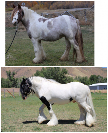 HorseID: 2297956 Renaissance’s Right on the Money - PhotoID: 1078582