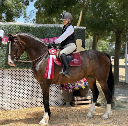 HorseID: 2297970 Jewels - PhotoID: 1078594