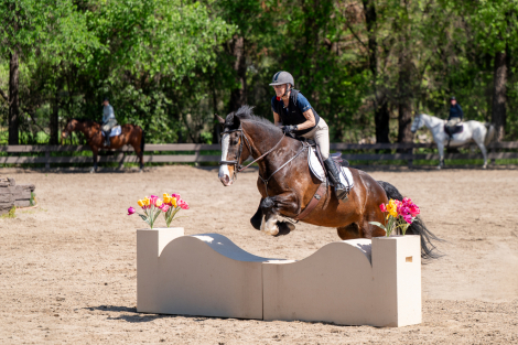 HorseID: 2297970 Jewels - PhotoID: 1078595