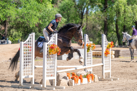 HorseID: 2297970 Jewels - PhotoID: 1078596