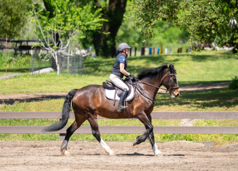 HorseID: 2297970 Jewels - PhotoID: 1078597