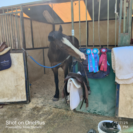 HorseID: 2297970 Jewels - PhotoID: 1078599