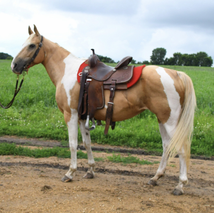 HorseID: 2297997 Lemondrop - PhotoID: 1078622