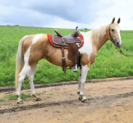HorseID: 2297997 Lemondrop - PhotoID: 1078623