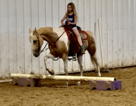 HorseID: 2297997 Lemondrop - PhotoID: 1078624