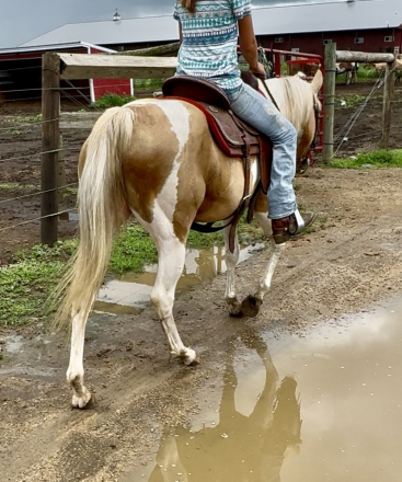 HorseID: 2297997 Lemondrop - PhotoID: 1078625