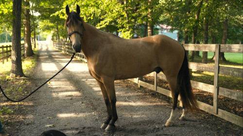 HorseID: 2298044 Mighty Fine - PhotoID: 1078683