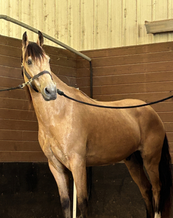 HorseID: 2298044 Mighty Fine - PhotoID: 1078685