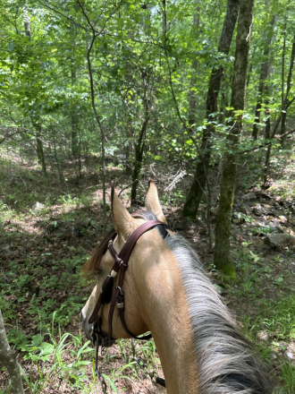 HorseID: 2298044 Mighty Fine - PhotoID: 1078686