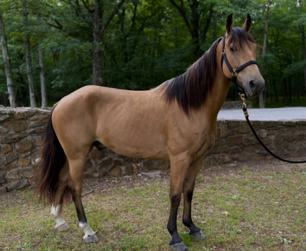 HorseID: 2298044 Mighty Fine - PhotoID: 1078687