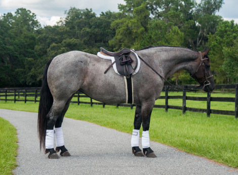 HorseID: 2298086 Frosted Sky - PhotoID: 1078742