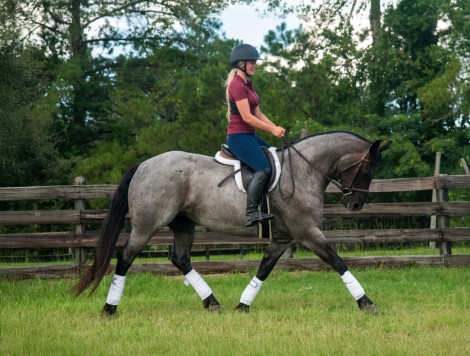 HorseID: 2298086 Frosted Sky - PhotoID: 1078744