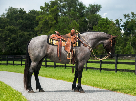 HorseID: 2298086 Frosted Sky - PhotoID: 1078745