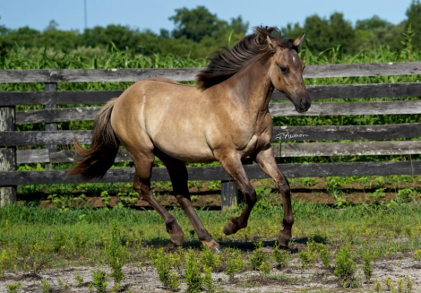 HorseID: 2298097 Ojos Brillantes CFK - PhotoID: 1078777