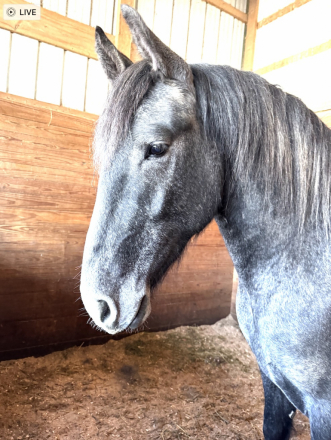 HorseID: 2298146 Archer - PhotoID: 1078837