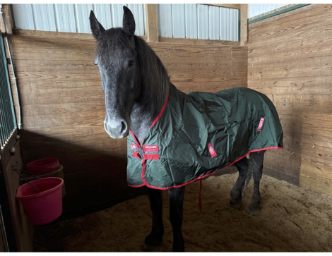 HorseID: 2298146 Archer - PhotoID: 1080093