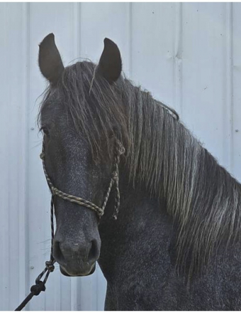 HorseID: 2298146 Archer - PhotoID: 1080094