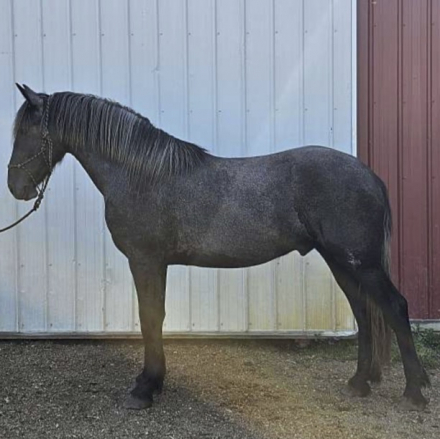 HorseID: 2298146 Archer - PhotoID: 1080095