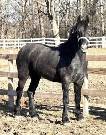 HorseID: 2298146 Archer - PhotoID: 1080096