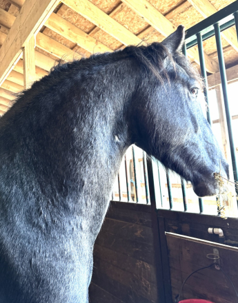 HorseID: 2298146 Archer - PhotoID: 1080097