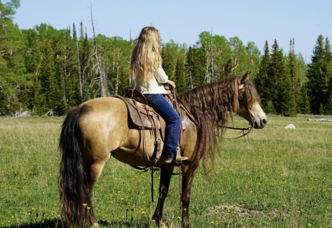 HorseID: 2298181 SGF Prelude to Adventure - PhotoID: 1078889